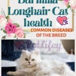 Burmilla Longhair Cat health: common diseases of the breed