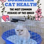 Burmilla cat health: the most common diseases of this breed