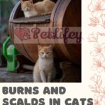 Burns and scalds in cats: recognize, prevent and treat them