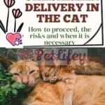 Caesarean delivery in the cat: how to proceed, the risks and when it is necessary