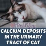 Calcium deposits in the urinary tract of cat: symptoms, causes and treatment