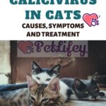 Calicivirus in cats: causes, symptoms and treatment