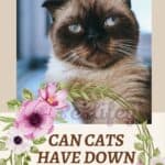 Can-Cats-Have-Down-Syndrome-1a