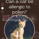 Can a cat be allergic to pollen?