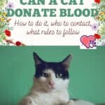 Can a cat donate blood: how to do it, who to contact, what rules to follow
