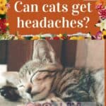 Can-cats-get-headaches-1a