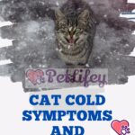 Cat Cold Symptoms and Treatment