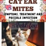 Cat Ear Mites: symptoms, treatment and possible infection