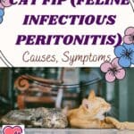Cat FIP (Feline Infectious Peritonitis): Causes, Symptoms