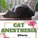 Cat-anesthesia-effects-1a