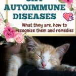 Cat autoimmune diseases: what they are, how to recognize them and remedies