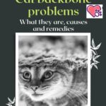 Cat backbone problems: what they are, causes and remedies