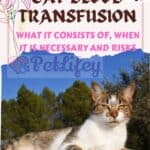 Cat blood transfusion: what it consists of, when it is necessary and risks