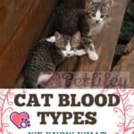 Cat blood types: we know what they are