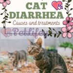 Cat-diarrhea-causes-and-treatments-1a