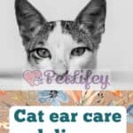 Cat ear care and diseases