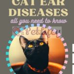 Cat ear diseases: all you need to know