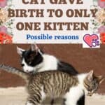 Cat gave birth to only one kitten: possible reasons