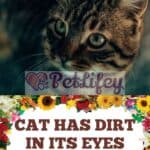 Cat-has-dirt-in-its-eyes-causes-solution-1a