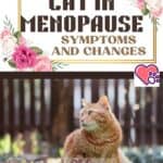 Cat in menopause: symptoms and changes