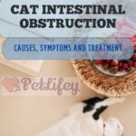 Cat-intestinal-obstruction-causes-symptoms-and-treatment-1a