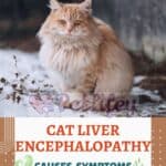 Cat liver encephalopathy: causes, symptoms and treatment