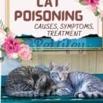 Cat poisoning: causes, symptoms, treatment