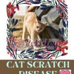 Cat scratch disease: symptoms and treatment