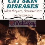 Cat skin diseases: what they are, characteristics and treatments