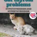 Cat thyroid problems: hypothyroidism and hyperthyroidism
