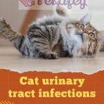 Cat urinary tract infections: what they are and how to treat them