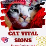 Cat vital signs: normal values ​​and how to measure them