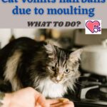 Cat vomits hairballs due to moulting. What to do?