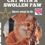 Cat-with-a-swollen-paw-heres-what-to-do-1a