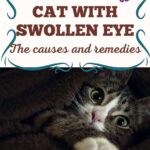 Cat with swollen eye: the causes and remedies