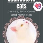 Cataracts in cats: causes, symptoms and remedies