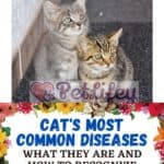 Cat's most common diseases: what they are and how to recognize the symptoms