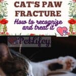 Cat's paw fracture: how to recognize and treat it