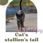 Cats-stallions-tail-what-it-is-and-how-to-care-for-it-1a