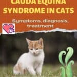Cauda-Equina-syndrome-in-cats-symptoms-diagnosis-treatment-1a