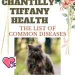 Chantilly-Tiffany health: the list of common diseases