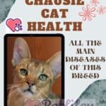 Chausie-Cat-health-all-the-main-diseases-of-this-breed-1a