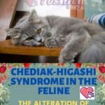 Chediak-Higashi syndrome in the feline: the alteration of the hair of the cat