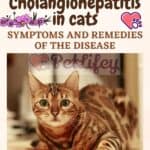Cholangiohepatitis-in-cats-symptoms-and-remedies-of-the-disease-1a
