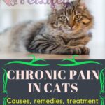 Chronic-pain-in-cats-causes-remedies-treatment-and-consequences-1a