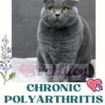 Chronic polyarthritis in cats: causes, symptoms and treatment