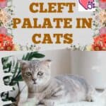 Cleft-palate-in-Cats-1a