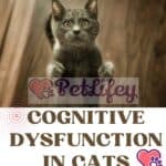 Cognitive-dysfunction-in-cats-cause-symptoms-and-treatment-1a-1