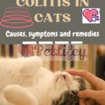 Colitis in cats: causes, symptoms and remedies