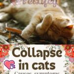 Collapse in cats: causes, symptoms and treatment